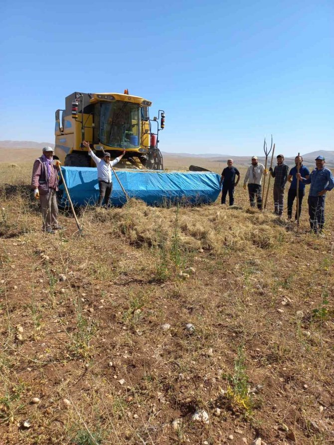 İlk kez ekilen kimyonun hasadı yapıldı