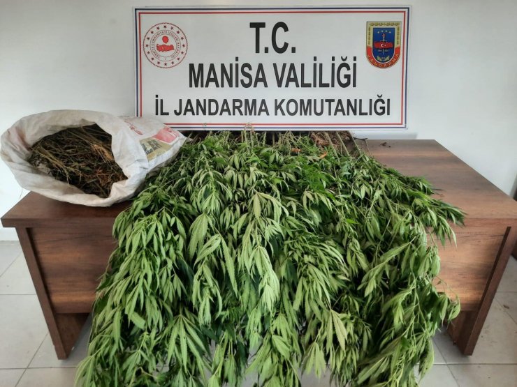 Ormanda 1 kilo 700 gram esrar ve 180 kök Hint keneviri ele geçirildi