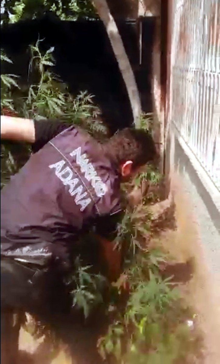 Uyuşturucu baskını; bahçede yetiştirilen Hint kenevirleri ele geçirildi