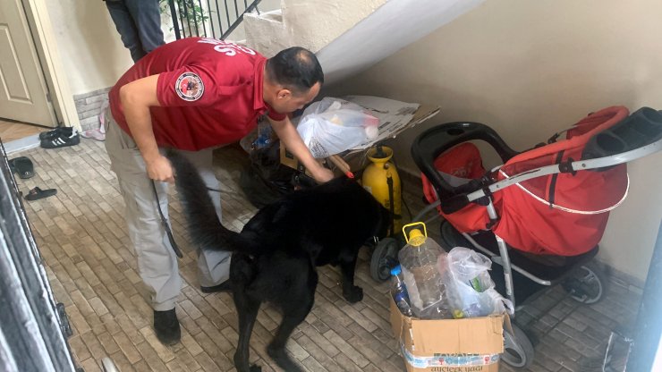 Uyuşturucu baskını; bahçede yetiştirilen Hint kenevirleri ele geçirildi