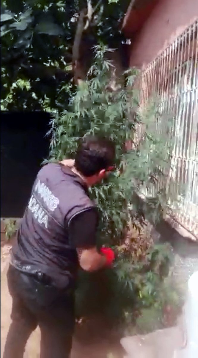 Uyuşturucu baskını; bahçede yetiştirilen Hint kenevirleri ele geçirildi