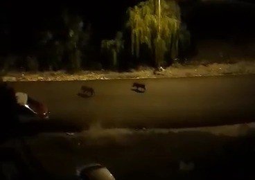 Aç kalan domuzlar şehir merkezine indi