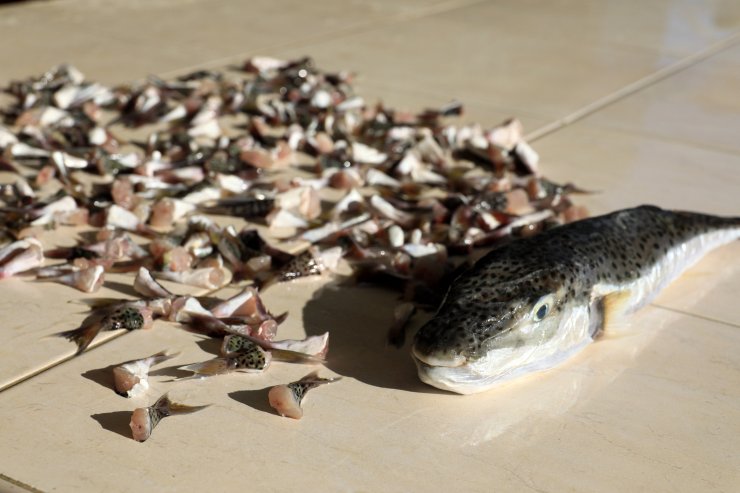 Adet fiyatı yükseltilen balon balığında, talep artışı beklentisi