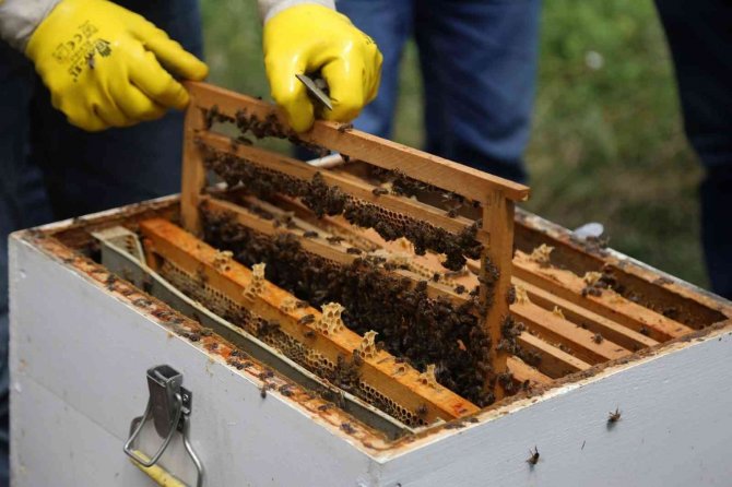 Emekli olduktan sonra huzuru arılarda buldu