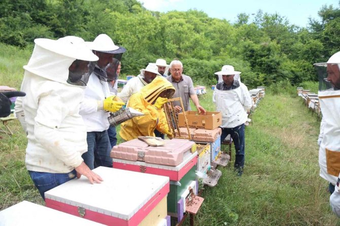 Emekli olduktan sonra huzuru arılarda buldu