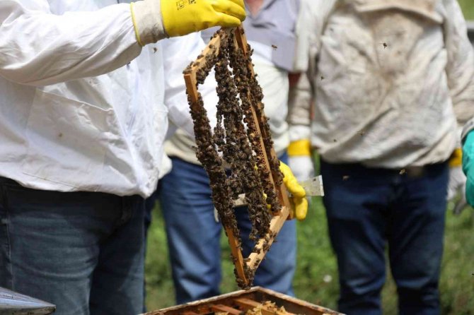 Emekli olduktan sonra huzuru arılarda buldu