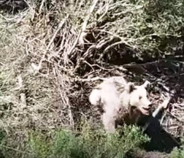 Emet’te ayılar 13 arı kovanını parçaladı