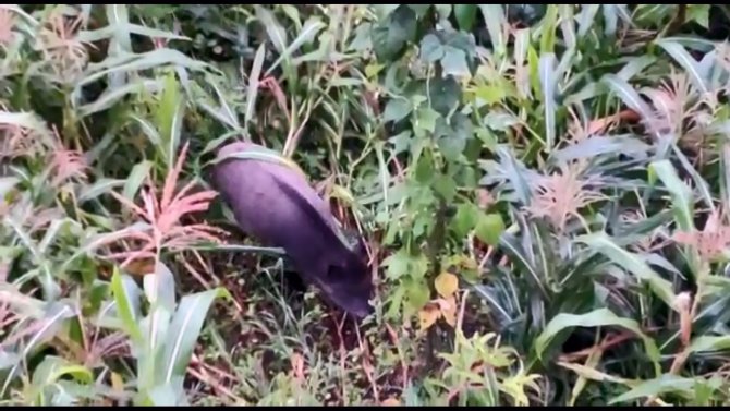 Giresun’da domuzlar mısır tarlasına dadandı