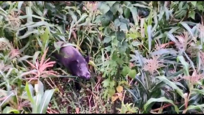 Giresun’da domuzlar mısır tarlasına dadandı