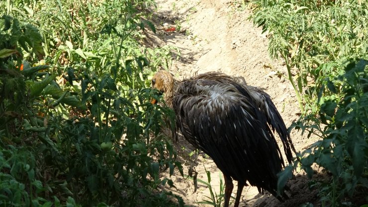 Leyleği 3 gün şampuanla yıkadı, temizleyemedi