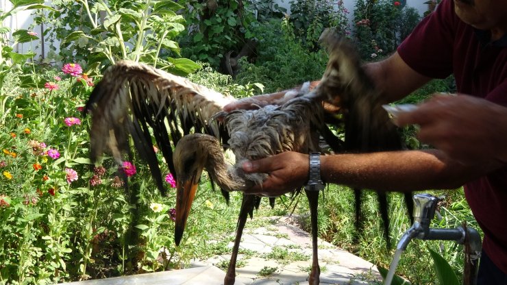 Leyleği 3 gün şampuanla yıkadı, temizleyemedi
