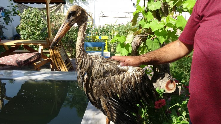 Leyleği 3 gün şampuanla yıkadı, temizleyemedi
