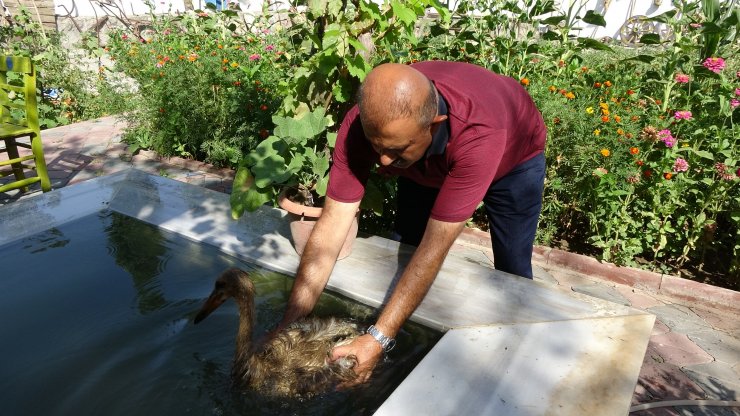Leyleği 3 gün şampuanla yıkadı, temizleyemedi