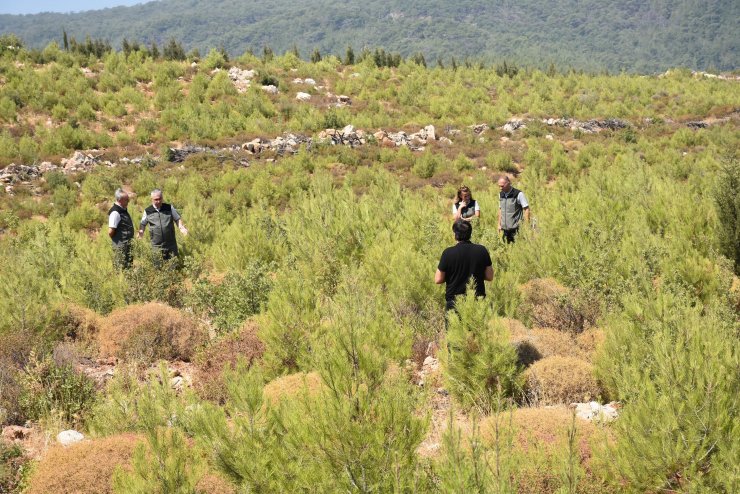 5 yıl önce 12 bin hektar ormanın yandığı alan yeşillendi