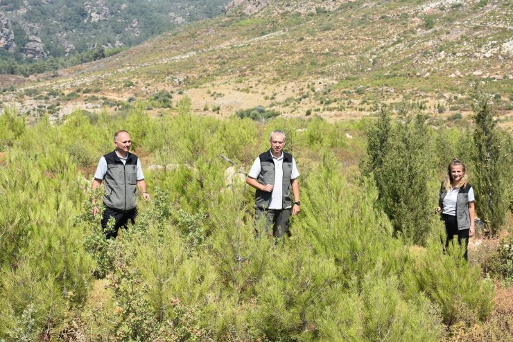 5 yıl önce 12 bin hektar ormanın yandığı alan yeşillendi