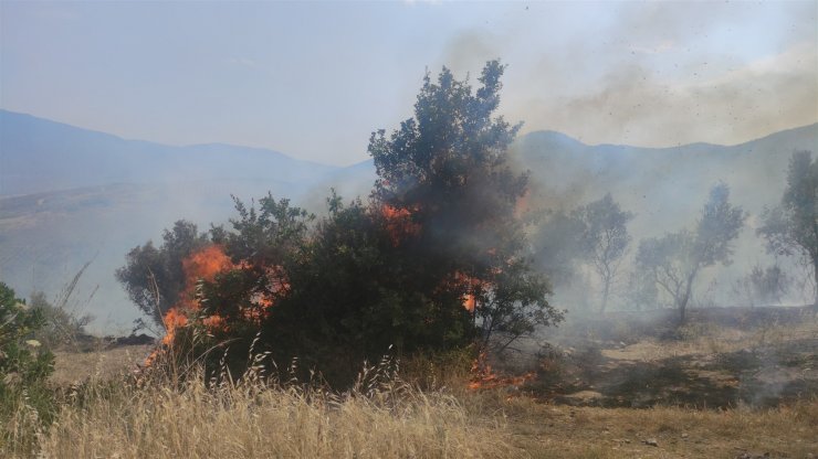 Bursa'da yangın! 10 dekar zeytinlik zarar gördü