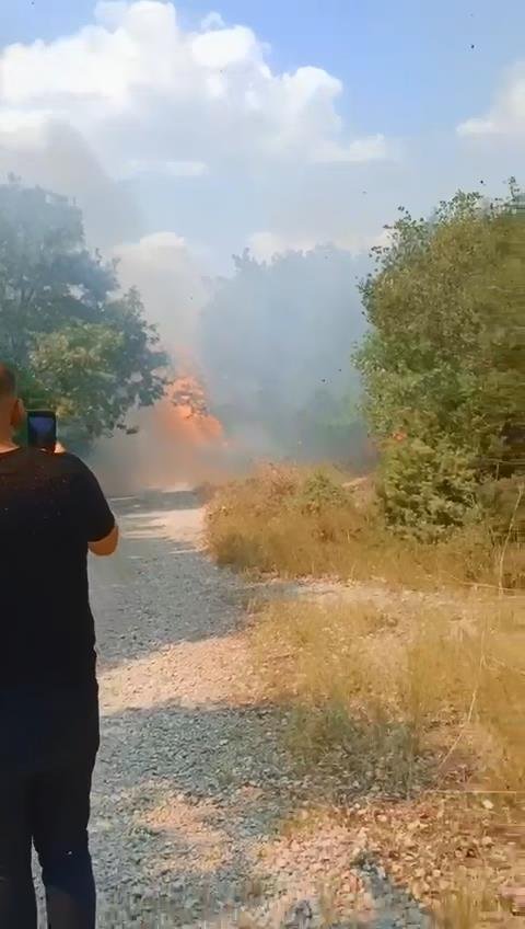 Bursa'da iki noktada orman yangını; kaplumbağayı alevlerden kurtardı