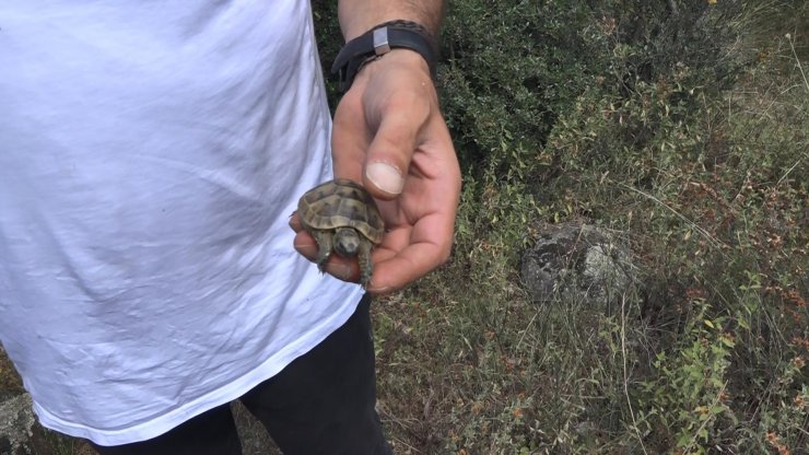 Bursa'da iki noktada orman yangını; kaplumbağayı alevlerden kurtardı