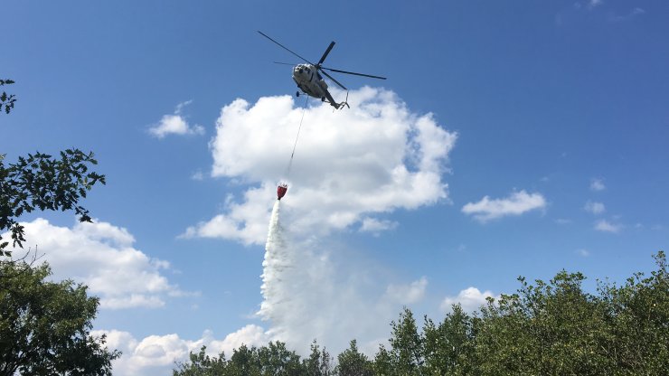 Bursa'da iki noktada orman yangını; kaplumbağayı alevlerden kurtardı