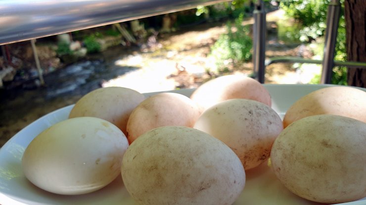 Dere kenarından ördek ve kaz yumurtası topluyor