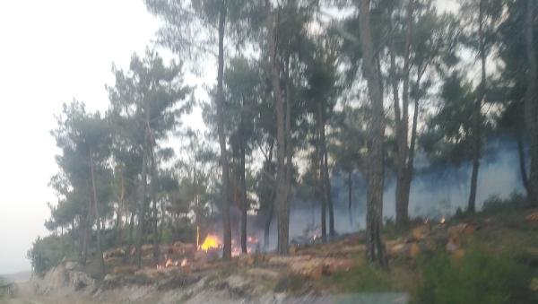 Manisa'daki orman yangını 12 saatte kontrol altında