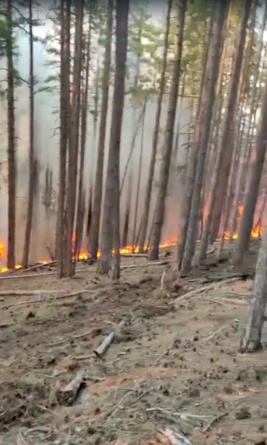 Orman yangınında 15 hektar zarar gördü