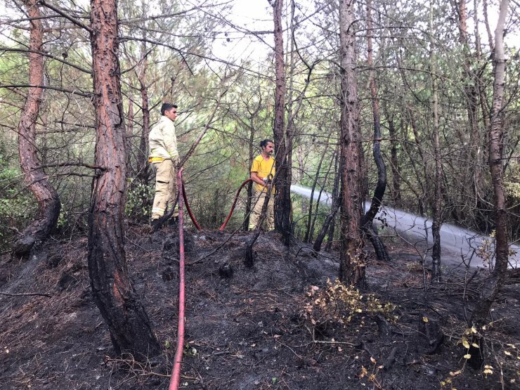 Osmaniye’de orman yangını