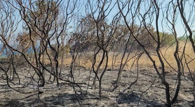 Tekirdağ’da çıkan orman yangını kontrol altına alındı