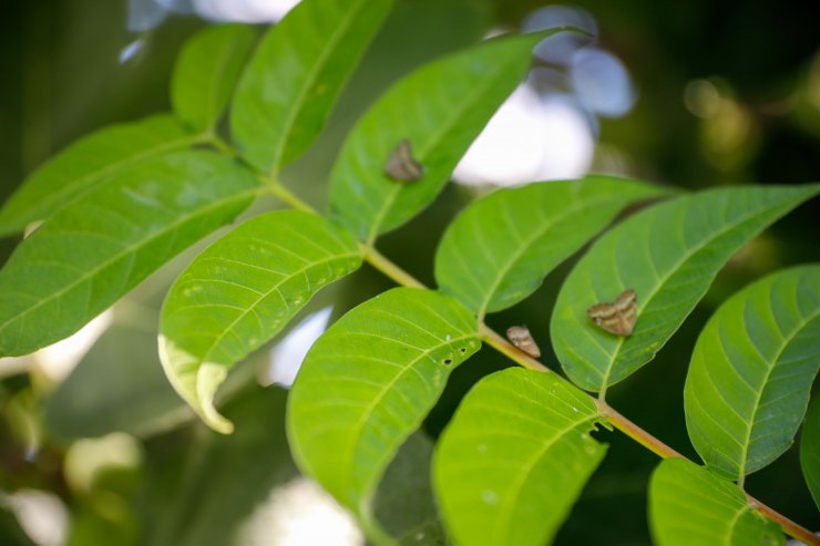 'Vampir Kelebek'ler İstanbul'da