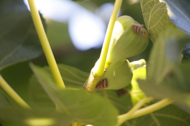 'Vampir Kelebek'ler İstanbul'da