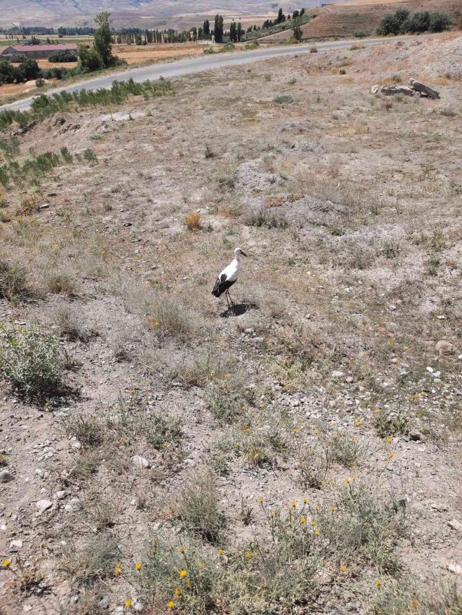 Yaralı bulduğu leyleği korumaya aldı