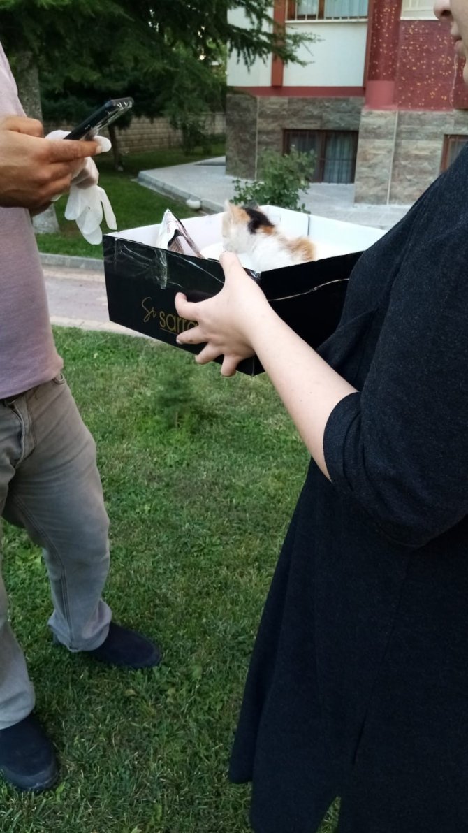 Yavru kediyi sokağa attı, 2 bin 724 lira ceza yedi