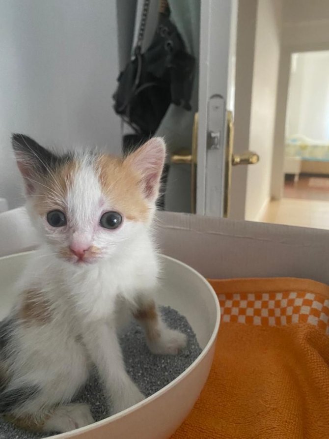 Yavru kediyi sokağa attı, 2 bin 724 lira ceza yedi