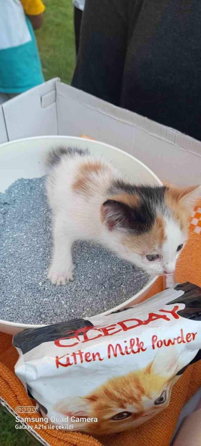 Yavru kediyi sokağa attı, 2 bin 724 lira ceza yedi