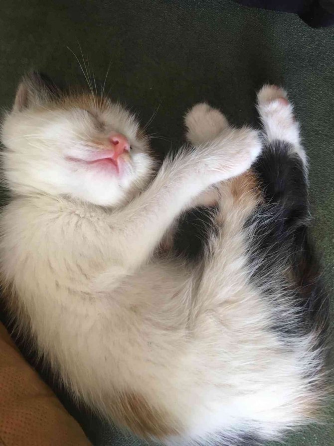 Yavru kediyi sokağa attı, 2 bin 724 lira ceza yedi