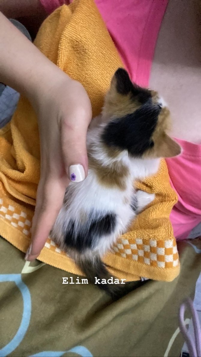 Yavru kediyi sokağa attı, 2 bin 724 lira ceza yedi