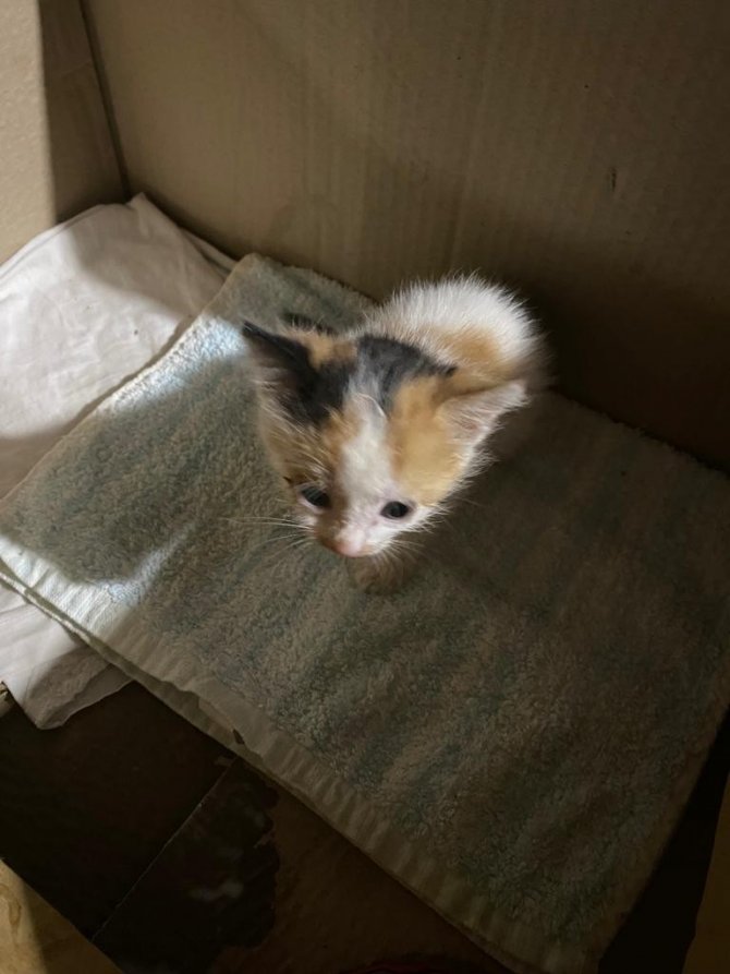 Yavru kediyi sokağa attı, 2 bin 724 lira ceza yedi