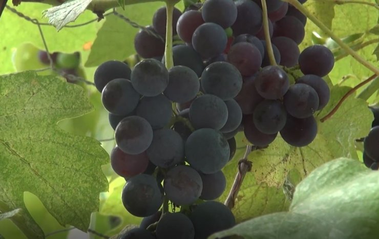 'Kokulu üzüm'den hücre yenileyen krem