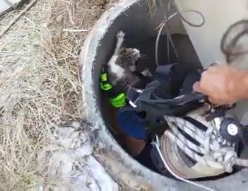 Maltepe'de 10 gün süren yavru kedi kurtarma operasyonu