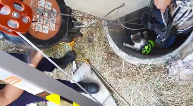 Maltepe'de 10 gün süren yavru kedi kurtarma operasyonu