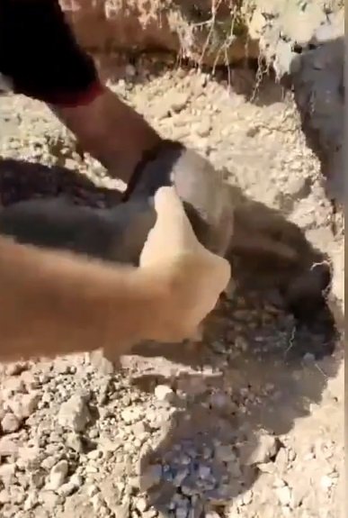 Toprak altında kalan köpek ve 5 yavrusu kurtarıldı