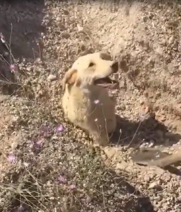 Toprak altında kalan köpek ve 5 yavrusu kurtarıldı