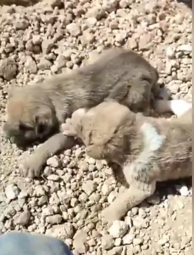 Toprak altında kalan köpek ve 5 yavrusu kurtarıldı