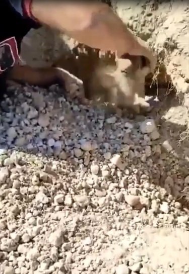Toprak altında kalan köpek ve 5 yavrusu kurtarıldı