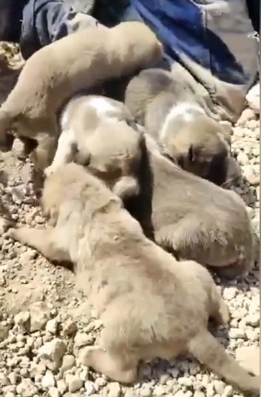 Toprak altında kalan köpek ve 5 yavrusu kurtarıldı