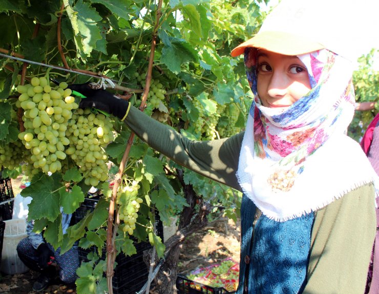Üzümde ihracat başladı, ilk TIR'lar yola çıktı