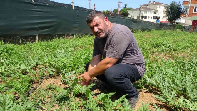 Yalıncak Karpuzunda hasat rötarlı başladı