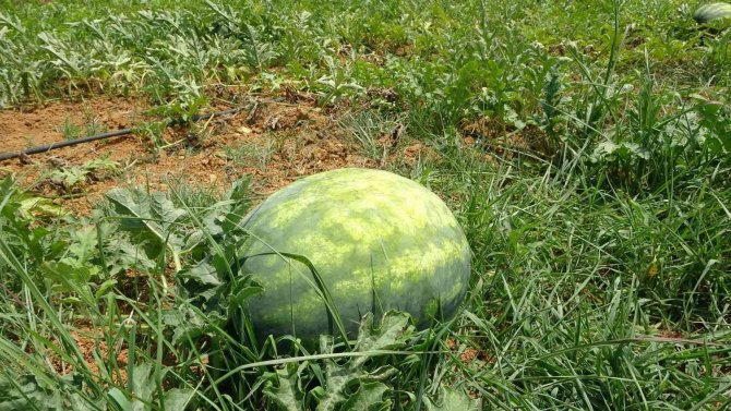 Yalıncak Karpuzunda hasat rötarlı başladı