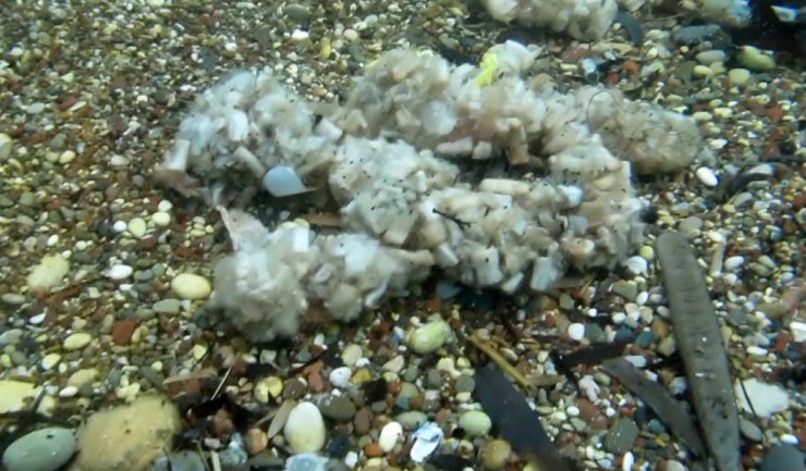 Akdeniz ekosistemine 'izmarit' tehdidi