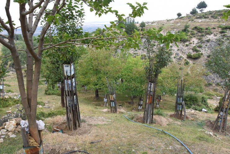 Boş araziyi su getirip, 500 ağaçlı meyve bahçesine çevirdi